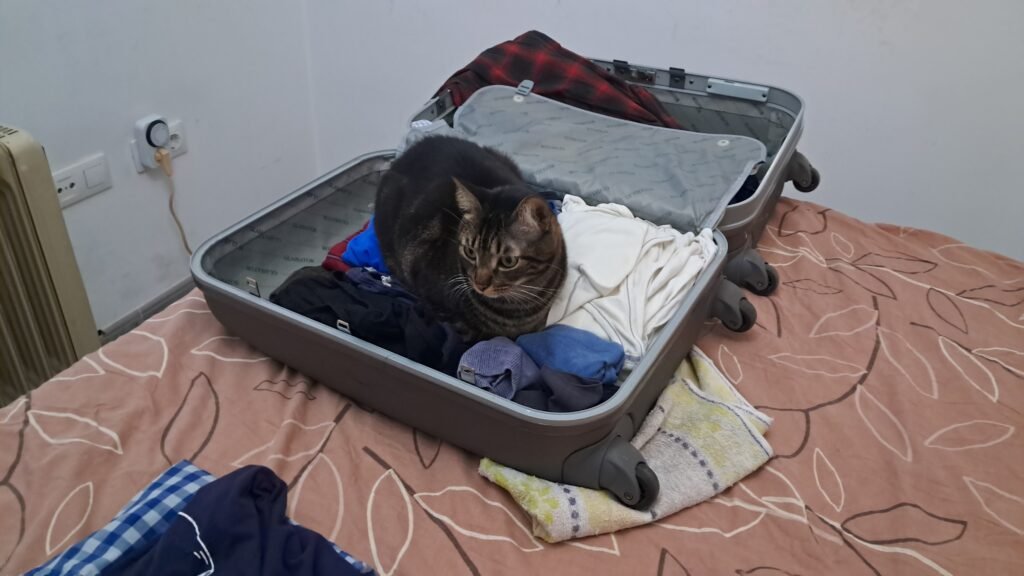 Mi gato Luke en mi maleta cuando me voy de viaje